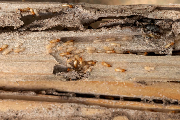 Best Residential Pest Control  in Carthage, IL